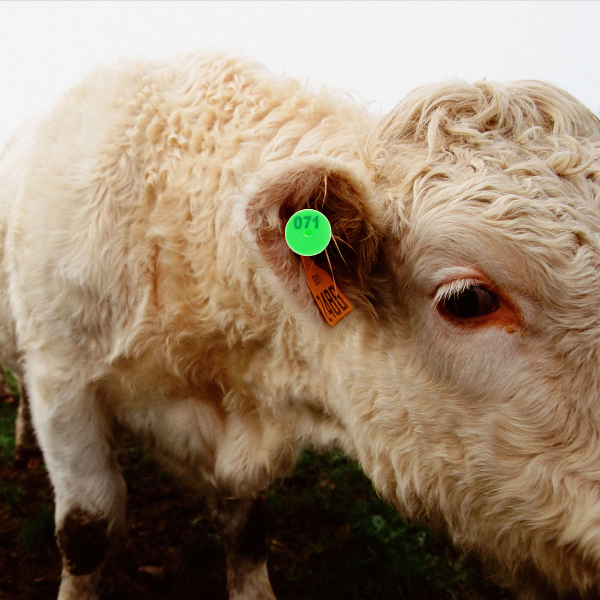 Livestock Ear Tag - 100 stuks plastic oormerken voor vee,