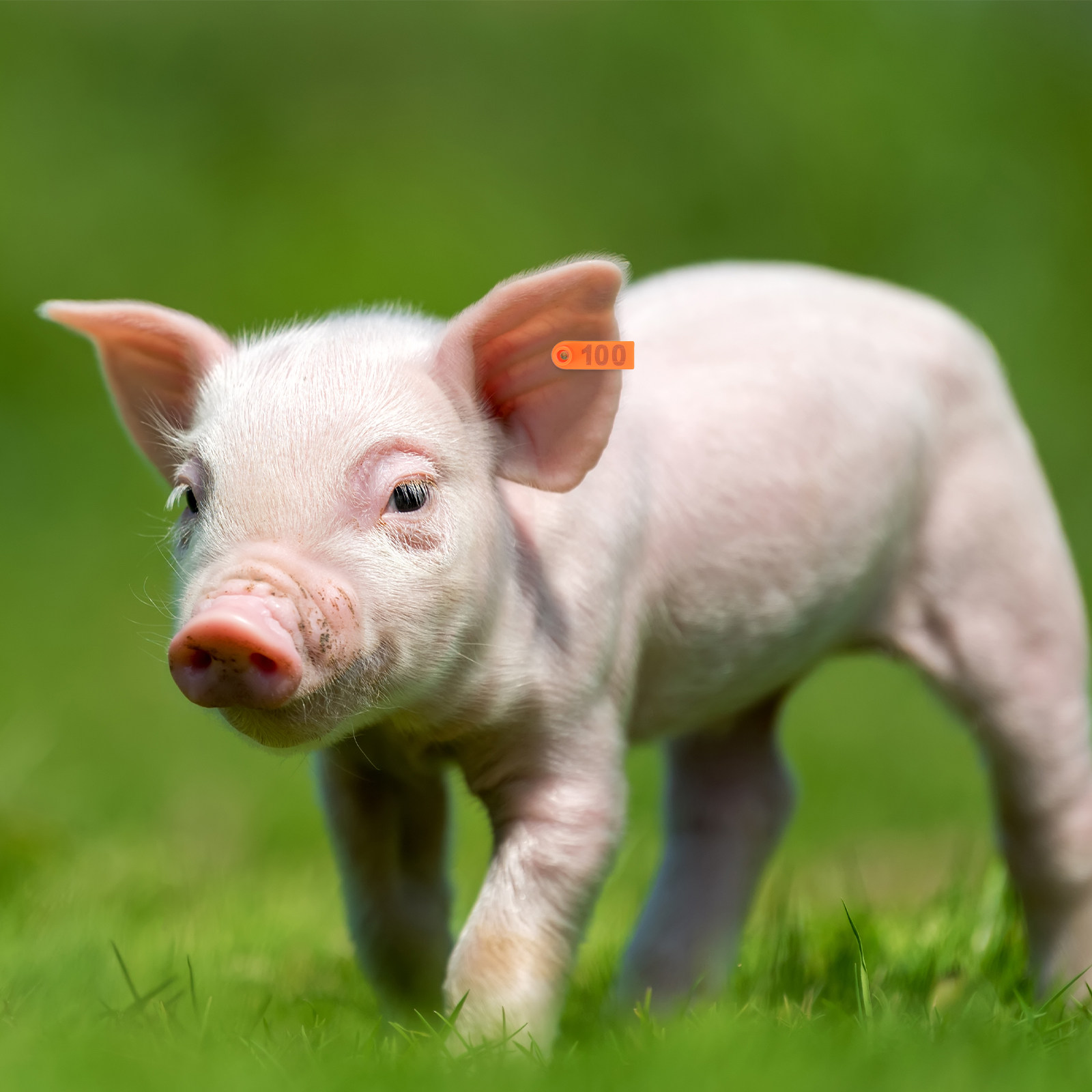 100 stuks dierenorenlabels van - Livestock Ear Tag recensie en prijs